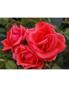 Саженец Роза канадская парковая "Модэн Файрглоу", туба, 1 шт, Весна 2025 Поиск