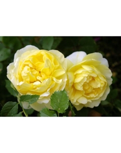 Саженец Роза английская парковая "Поэтс Вайф", туба, 1 шт, Весна 2025 Поиск