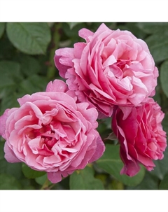 Саженец Роза Мейян чайно-гибридная "Антон Чехов (Лин Рено)", туба, 1 шт, Весна 2025 Поиск