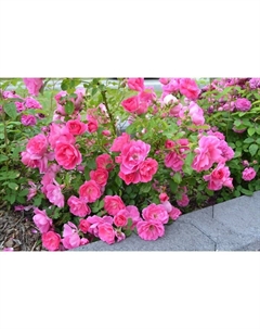 Саженец Роза канадская парковая "Фронтенак", туба, 1 шт, Весна 2025 Поиск