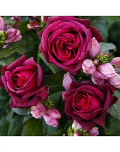 Саженец Роза Кордес чайно-гибридная "Графиня Диана", туба, 1 шт, Весна 2025 Поиск