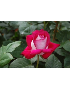 Саженец Роза Мейян чайно-гибридная "Моника Беллуччи", туба, 1 шт, Весна 2025 Поиск