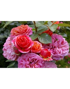 Саженец Роза Тантау чайно-гибридная "Мэри Энн", туба, 1 шт, Весна 2025 Поиск