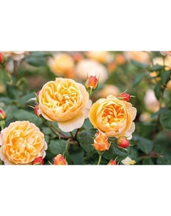 Саженец Роза английская парковая "Роальд Даль", туба, 1 шт, Весна 2025 Поиск