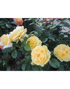 Саженец Роза Мейян чайно-гибридная "Микеланджело", туба, 1 шт, Весна 2025 Поиск