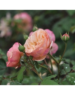 Саженец Роза парковая "Эвелин Вайлд", туба, 1 шт, Весна 2025 Поиск