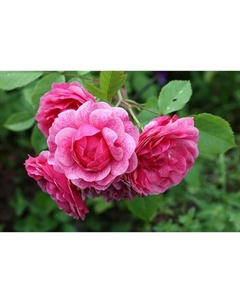 Саженец Роза канадская парковая "Модэн Руби", туба, 1 шт, Весна 2025 Поиск