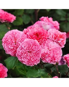 Саженец Роза парковая "Тео Клеверс", туба, 1 шт, Весна 2025 Поиск