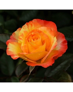 Саженец Роза чайно-гибридная "Фреска Валентина", туба, 1 шт, Весна 2025 Поиск