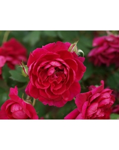 Саженец Роза канадская парковая "Квадра", туба, 1 шт, Весна 2025 Поиск