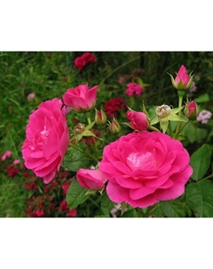 Саженец Роза канадская полуплетистая "Капитан Самуэль Холланд", туба, 1 шт, Весна 2025 Поиск