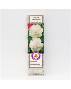 Пион древовидный (привитый на травянистый) «Корона из бисера», 1 шт., туба, Весна 2025 Поиск