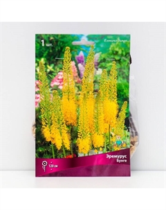 Эремурус Бунге, 1 шт., р-р I Поиск