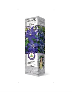 Клематис крупноцветковый "Рапсоди ", 1 шт, туба, Весна 2025 Поиск