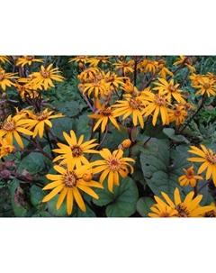 Бузульник зубчатый «Дездемона», корневище в торфогрунте, р-р I, 1 шт. Поиск