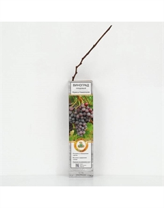 Виноград плодовый "Краса Никополя", 1 шт, туба, Весна 2025 Поиск