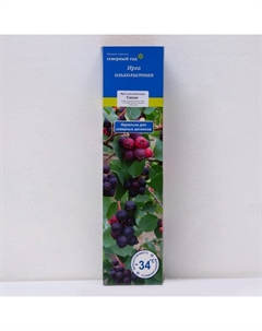 Ирга ольхолистная (Серия Северный Сад) "Смоки", 1 шт, туба, Весна 2025 Поиск