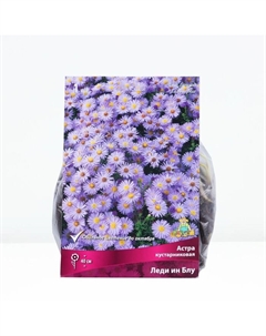 Астра кустарниковая «Леди ин Блу», корневище в торфогрунте, р-р I, 1 шт. Поиск