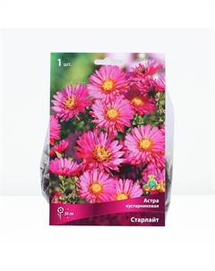 Астра кустарниковая «Старлайт», корневище в торфогрунте, р-р I, 1 шт. Поиск