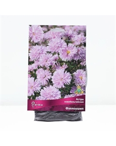 Астра новобельгийская «Фэллоушип»,корневище в торфогрунте, р-р I, 1 шт. Поиск