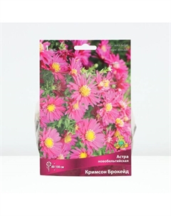 Астра новобельгийская «Кримсон Брокейд», корневище в торфогрунте, р-р I, 1 шт. Поиск