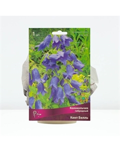 Колокольчик гибридный «Кент Белль», р-р I, 1 шт., Осень 2025 Поиск