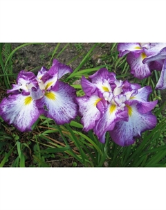 Ирис японский «Арлекуинеск», р-р I, I шт., Осень 2025 Поиск