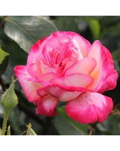 Саженец Роза плетистая "Клайминг Рина Херхолдт", туба, 1 шт, Весна 2025 Поиск