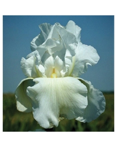 Корневище Ирис бородатый Бьянка, р-р I, 1 шт. Поиск