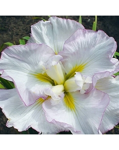 Ирис японский «Леди ин Вейтинг», р-р I, 1 шт., Осень 2025 Поиск