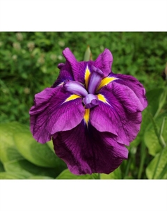 Корневище Ирис японский Персефон, р-р I, I шт. Поиск