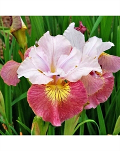 Корневище Ирис сибирский Шугар Раш, р-р I, 1 шт. Поиск