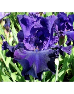 Ирис бородатый «Найт Аул», р-р I, 1 шт., Осень 2025 Поиск