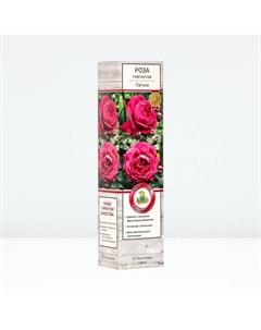 Саженец Роза плетистая "Лагуна", туба, 1 шт, Весна 2025 Поиск