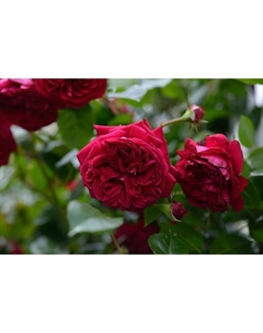 Саженец Роза флорибунда "Републик де Монмартр", туба, 1 шт, Весна 2025 Поиск