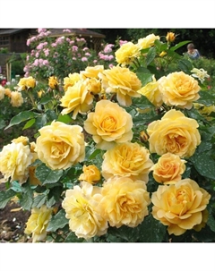 Саженец Роза парковая "Чайнатаун", туба, 1 шт, Весна 2025 Поиск