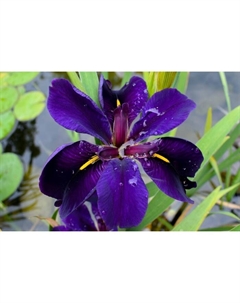Ирис луизианский «Блэк Геймкок», р-р I, 1 шт., Осень 2025 Поиск