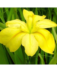 Ирис луизианский «Лаура Луис», корневище в пакете с торфогрунтом, р-р I, 1 шт. Поиск