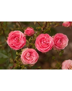 Саженец Роза флорибунда "Аллюр Винтер Джевел", туба, 1 шт, Весна 2025 Поиск