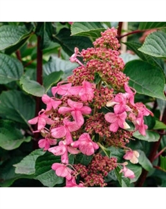 Гортензия метельчатая Люкс "Инфинити", 1 шт, туба, Весна 2025 Поиск