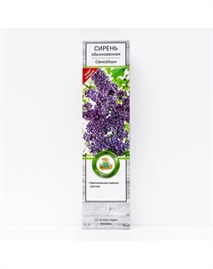 Сирень обыкновенная "Сенсейшн", 1 шт, туба, Весна 2025 Поиск