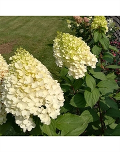 Гортензия метельчатая Люкс «Геркулес», 1 шт., туба, Весна 2025 Поиск