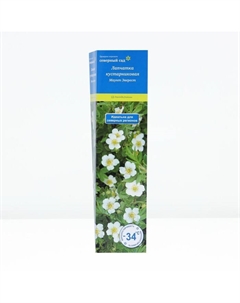 Лапчатка кустарниковая (Серия Северный сад) "Маунт Эверест", 1 шт, туба, Весна 2025 Поиск