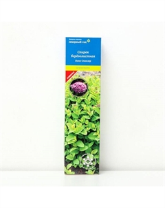 Спирея березолистная (Серия Северный сад) «Пинк Спаклер», 1 шт., туба Поиск