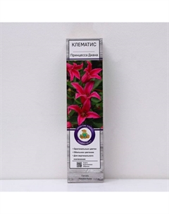 Клематис ботанический "Принцесса Диана ", 1 шт, туба, Весна 2025 Поиск