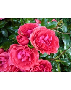 Саженец Роза флорибунда "Распберри", туба, 1 шт, Весна 2025 Поиск