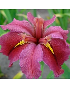 Ирис луизианский «Энди Дэнди», р-р I, 1 шт., Осень 2025 Поиск