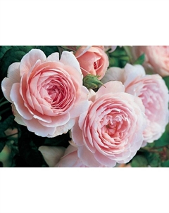 Саженец Роза английская парковая "Квин ов Свиден", туба, 1 шт, Весна 2025 Поиск