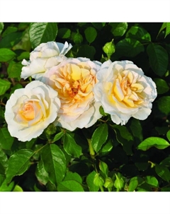 Саженец Роза флорибунда "Река Тиса", туба, 1 шт, Весна 2025 Поиск