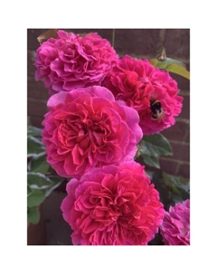 Саженец Роза английская парковая "Габриэль Оук", туба, 1 шт, Весна 2025 Поиск